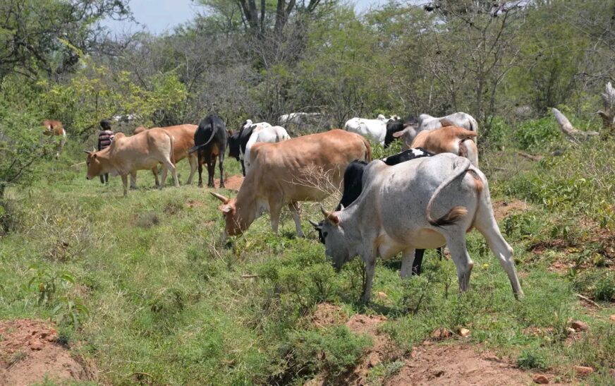 Cattle Raiders Attack Agoro Sub-County, Leaving One InjuredCattle Raiders Attack Agoro Sub-County, Leaving One Injured