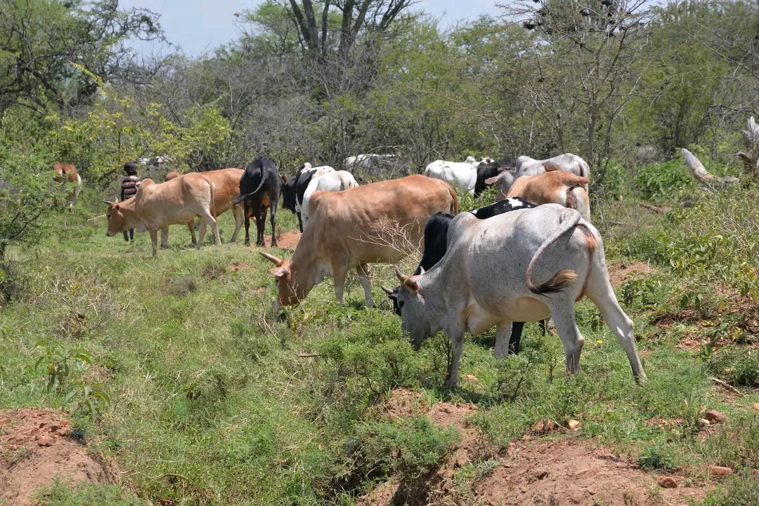 Cattle Raiders Attack Agoro Sub-County, Leaving One InjuredCattle Raiders Attack Agoro Sub-County, Leaving One Injured