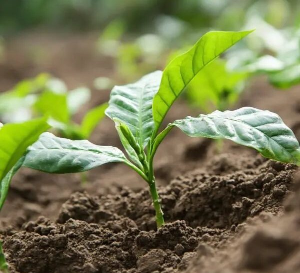 Govt Distributes 85M Coffee Seedlings to Boost Production