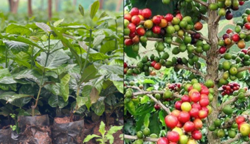 Lamwo District Gets Coffee Boost as 400 Farmers Prepare