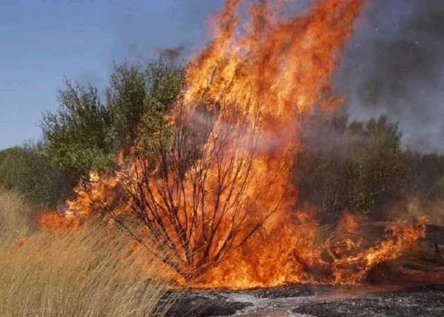 Two Four-Year-Old Boys Found Dead in Bush Fire Scene in Amuru District